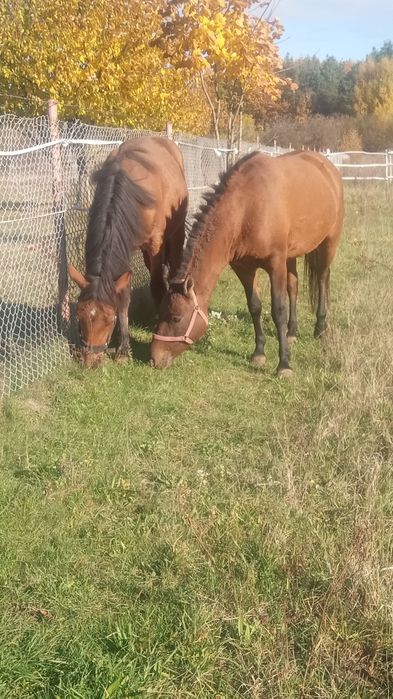 Sprzedam źrebaka i klacz huculska