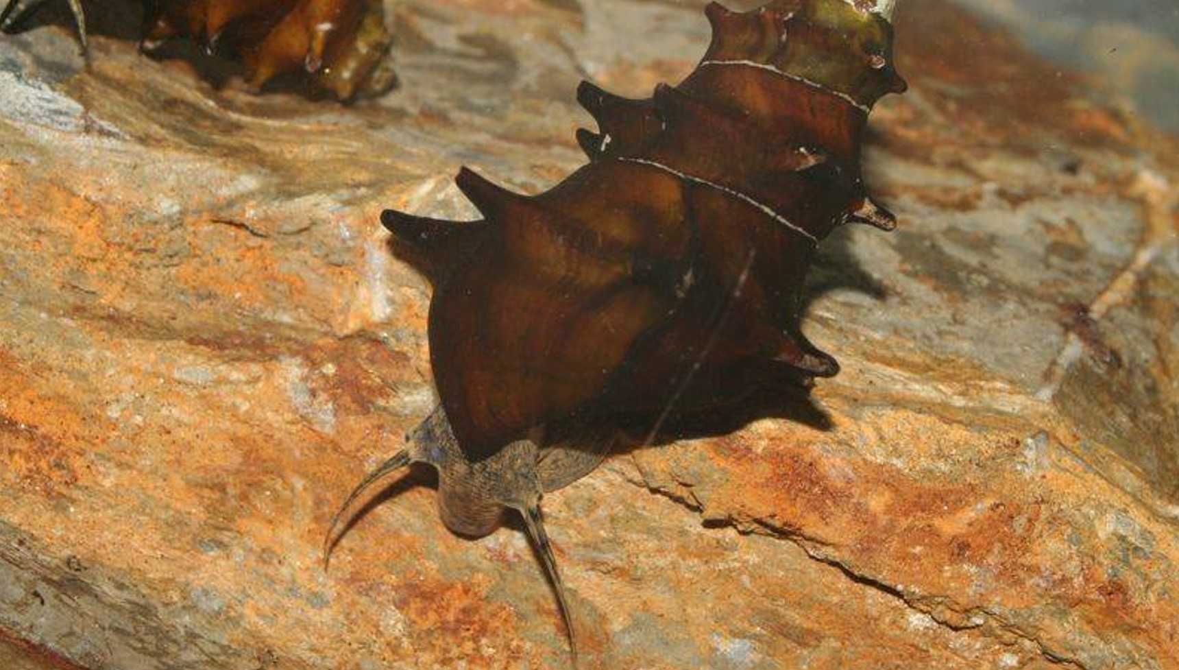 Ślimak kolczasty - Brotia pogodula - dowóz, wysyłka