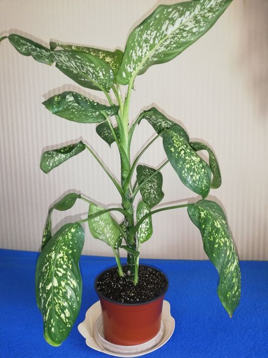 Кімнатна квітка діфенбахія