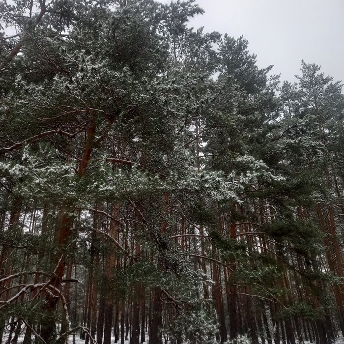 Продам земельну ділянку в оточенні лісу
