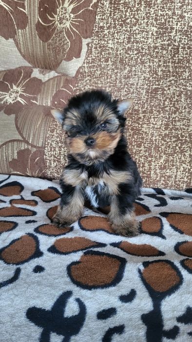 Мини и микро йорк.