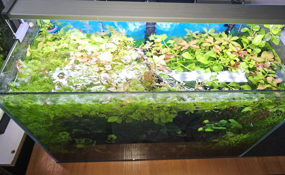 AKWARIUM 63l Optiwhite z życiem