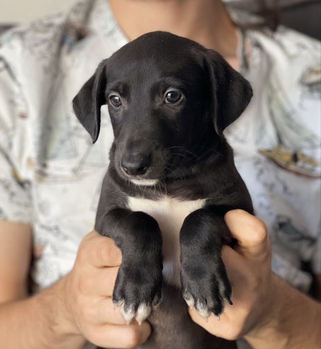 Whippet chart angielski ZKwP ekstra black color Revirado FCI