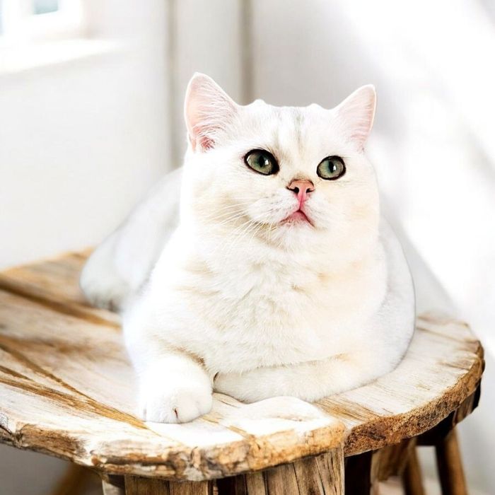 Шиншили дівчинки сріблясті