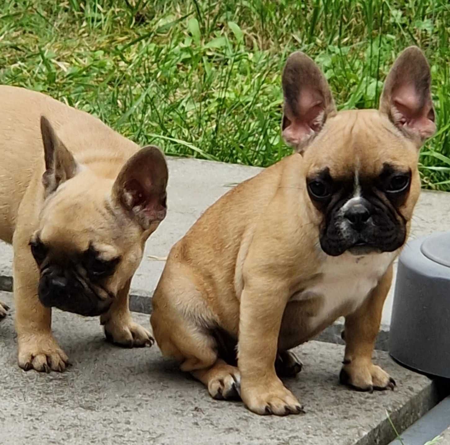 Buldog francuski suczka ZKwP FCI