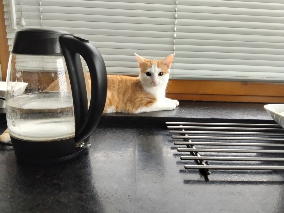 Młoda Kotka kot do adopcji