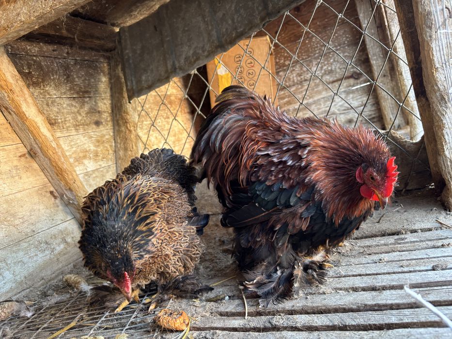 Півник і курочка кохінхін