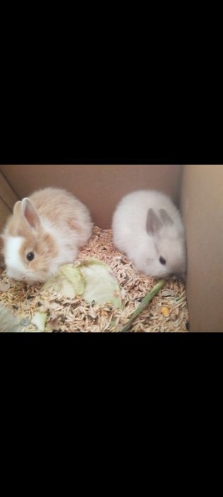 Карликовые кролики декоративные