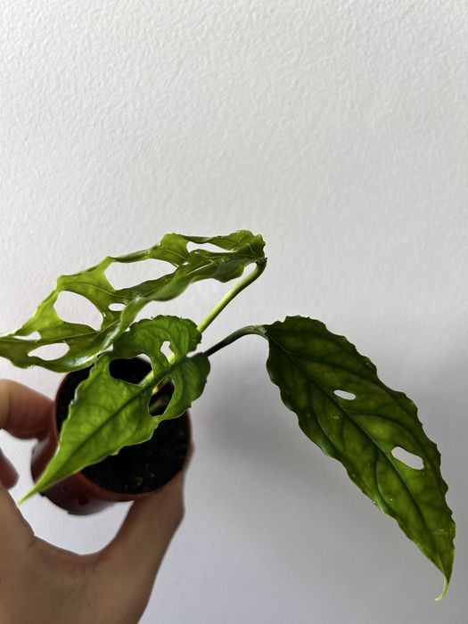 Monstera Obliqua Peru