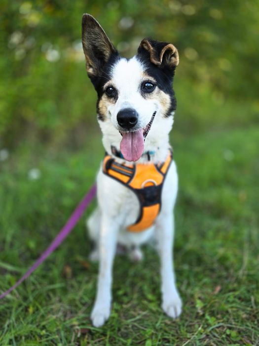 Misio – ma gadane, ma serce, szuka kanapy. Adopcja