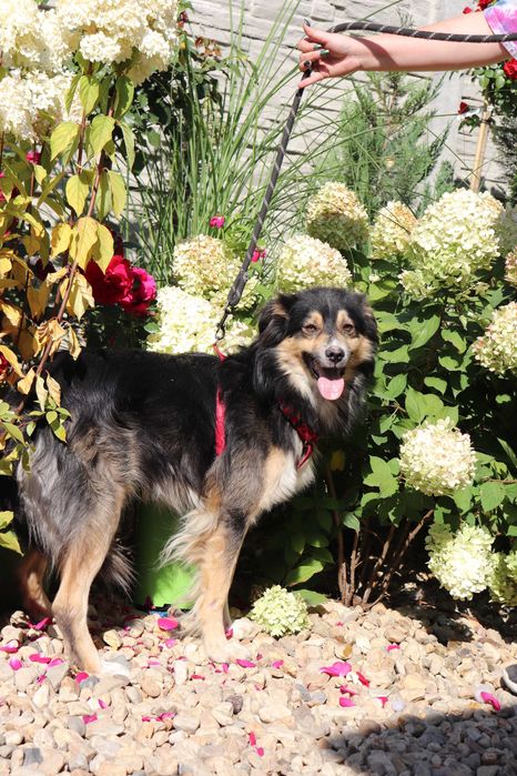 Jupik szuka kochanego domu