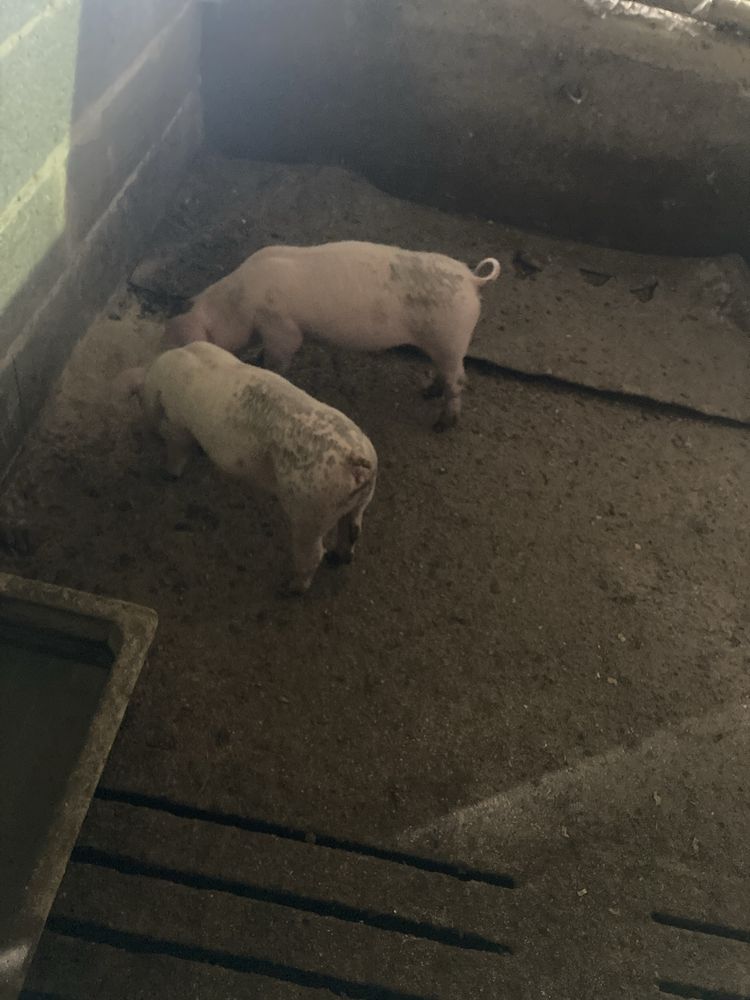 Leitoas pietra com bissaro