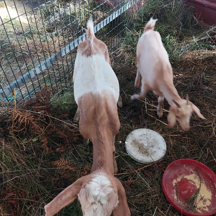 Cabras de boa qualidade