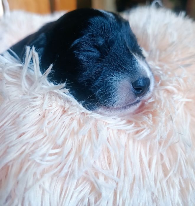 Cachorrinhos para ADOÇÃO (Jan 2026)