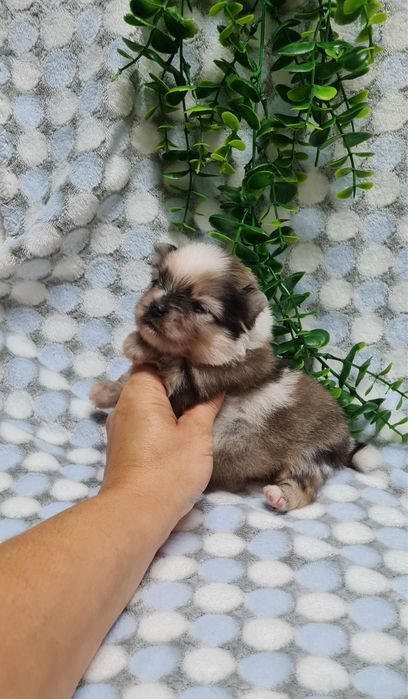 Menino Lulu da Pomerânia mini