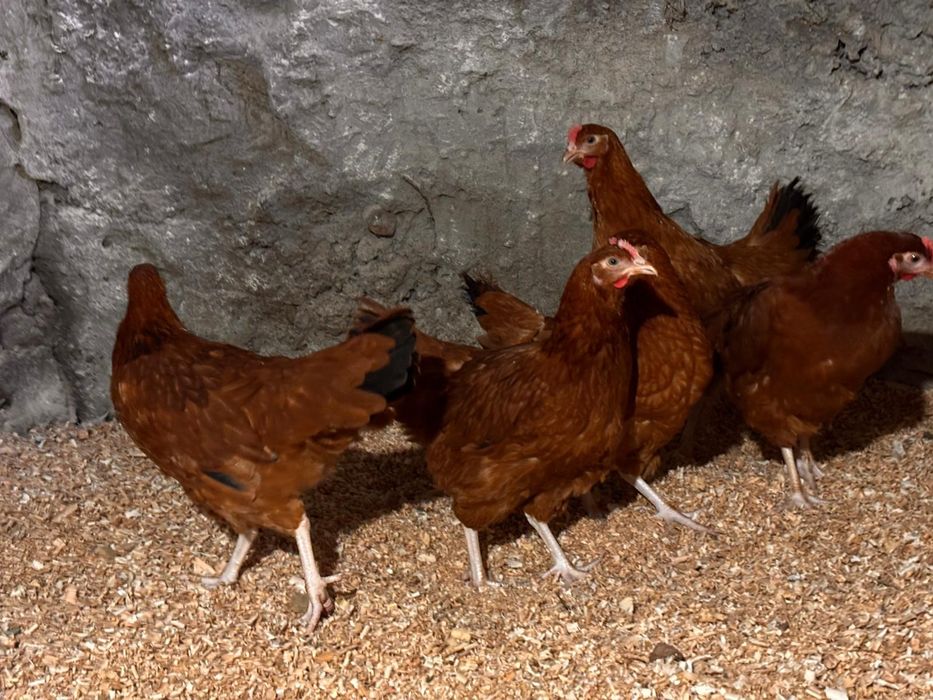 Jajka wiejskie od kur z wolnego wybiegu