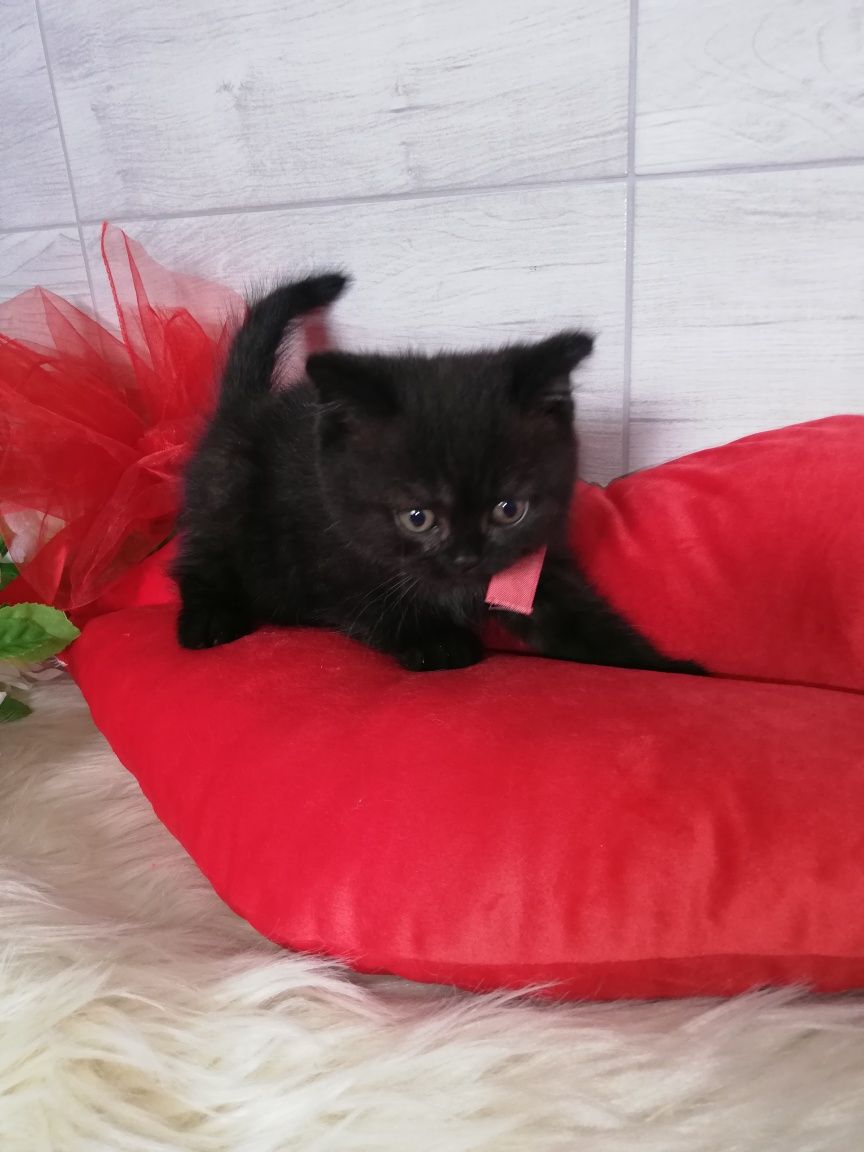 Kot kotki koty kocięta brytyjski