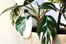 Philodendron White Princess