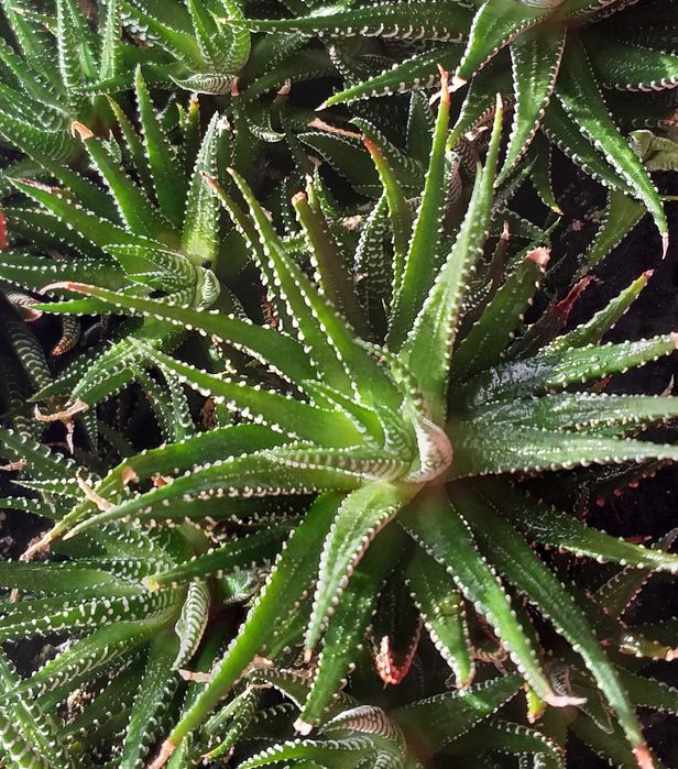 Хавортия отростки.