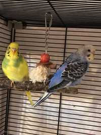 papugi faliste, papużki faliste, papużka falista samice