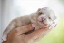 Szpic miniaturowy* Pomeranian* Dziewczynka
