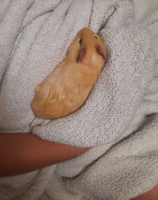 Морська свинка хлопчик