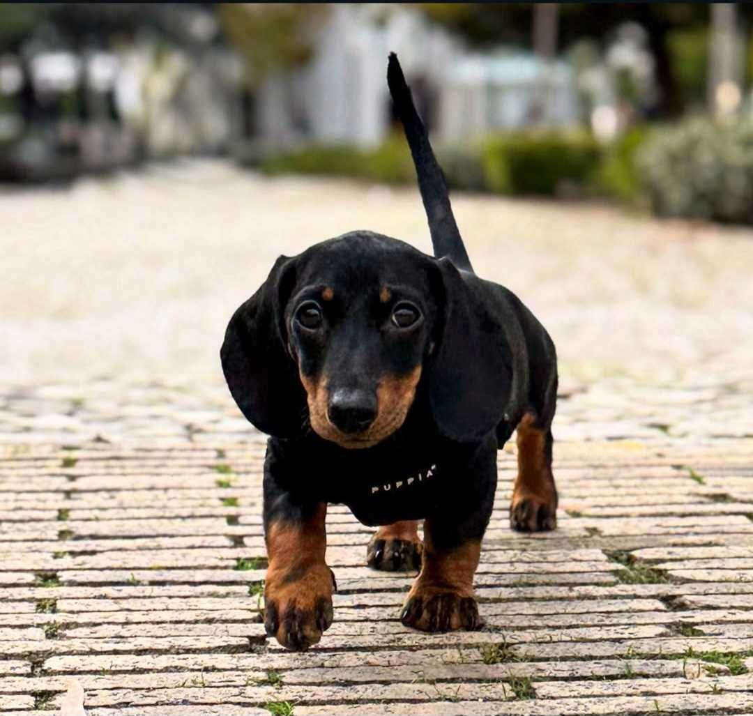 Teckel macho lindo