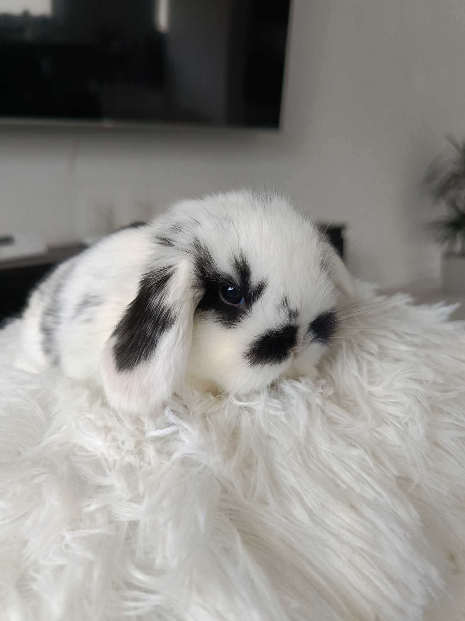 Mini lop karzełek Teddy hodowla zarejestrowana