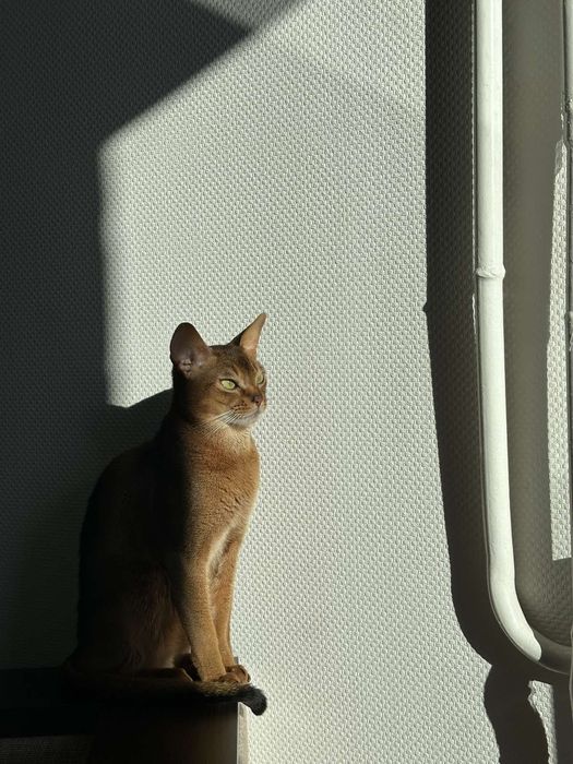 Абіссинські котята