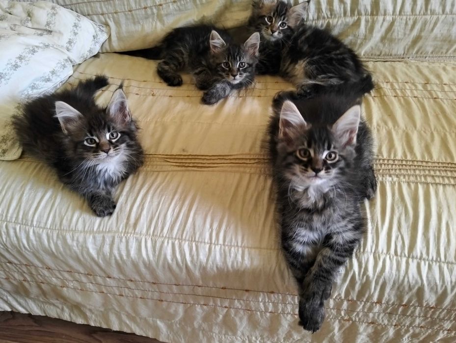 Przepiękny kotek rasy Maine Coon