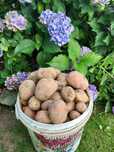 Sprzedam ziemniaki,czerwone,belarosa 3zl kilogram