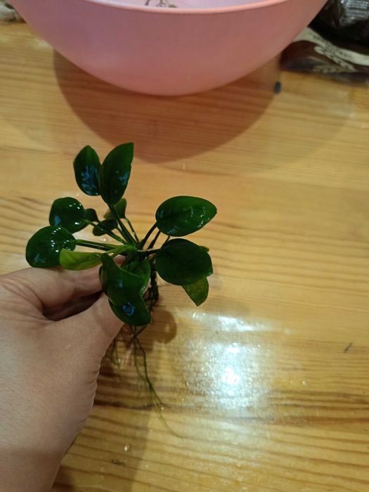 Декор для Аквариума, растения, рыбки