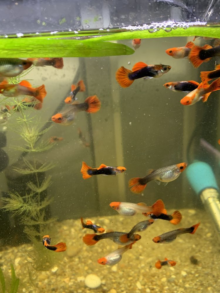 Guppys koi linha pura