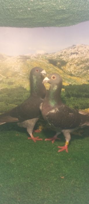 Casal de pombos correios