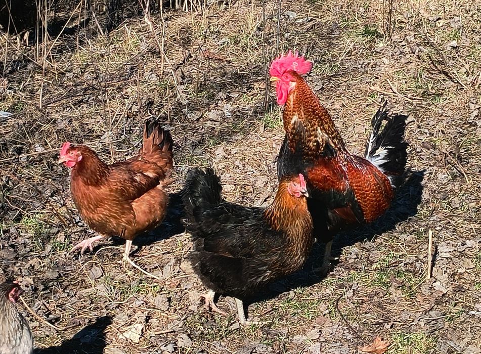 Jajka lęgowe, kurczaki