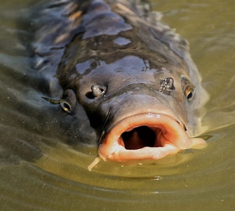 Karp żywy z wlasnej hodowli