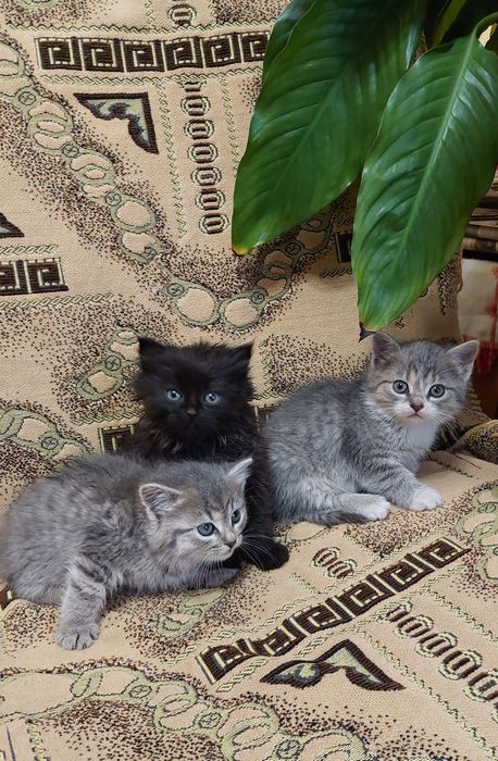 Чорна киця на броні! Більше кошенят немає!