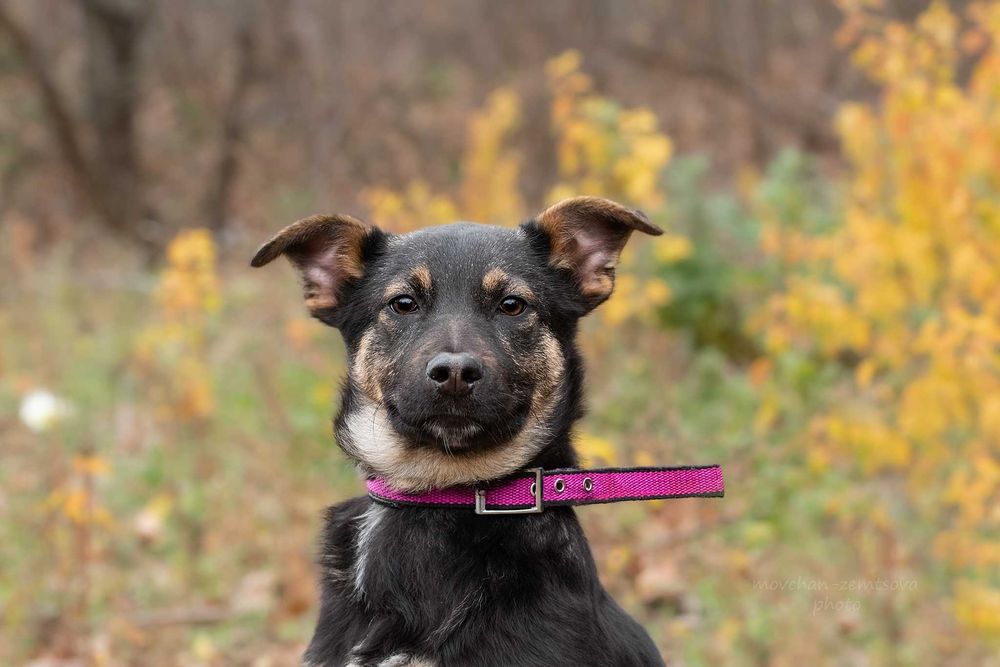 Цуценя хлопчик шукає родину
