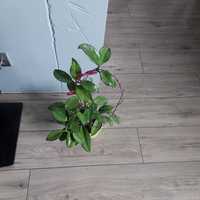 Hoya red flower_duża