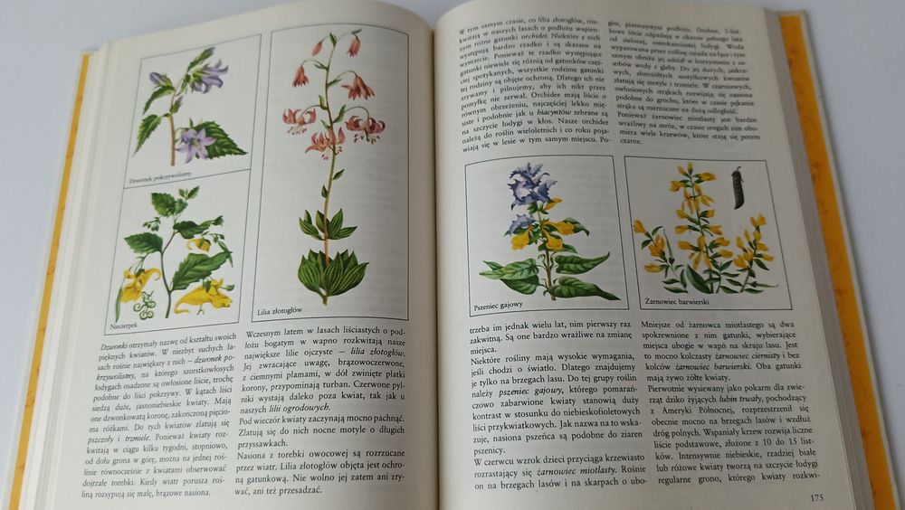 Przyroda przeżywana i obserwowana z dziećmi przedszkolnymi