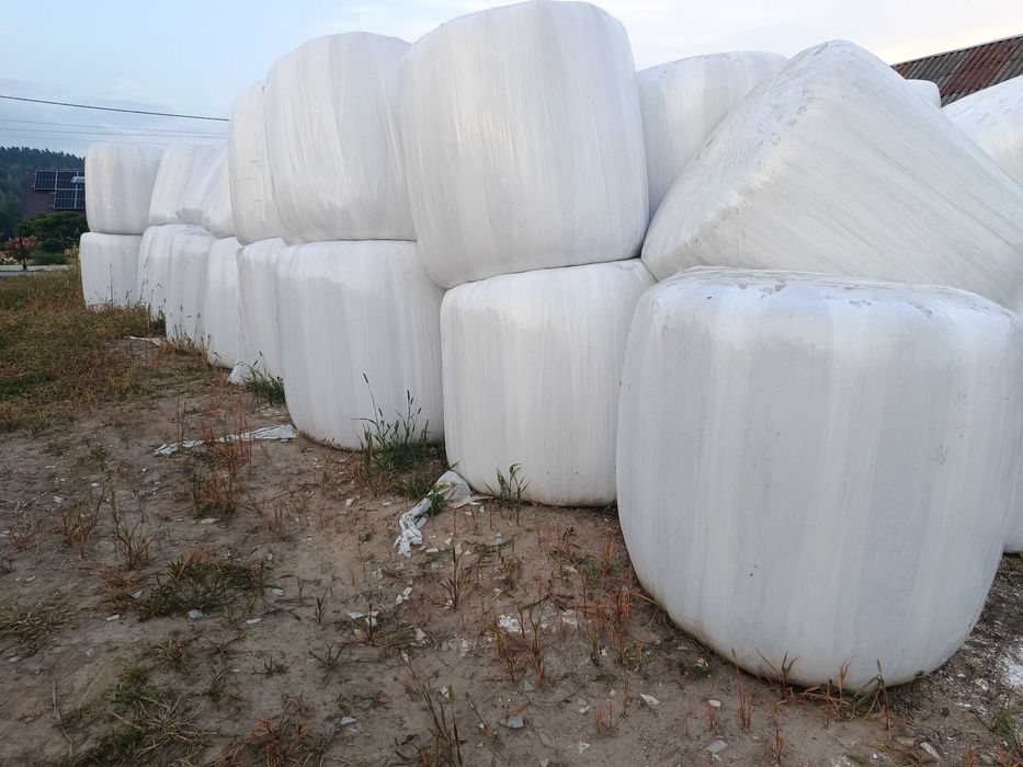 Kiszonka z owsa ekologiczna