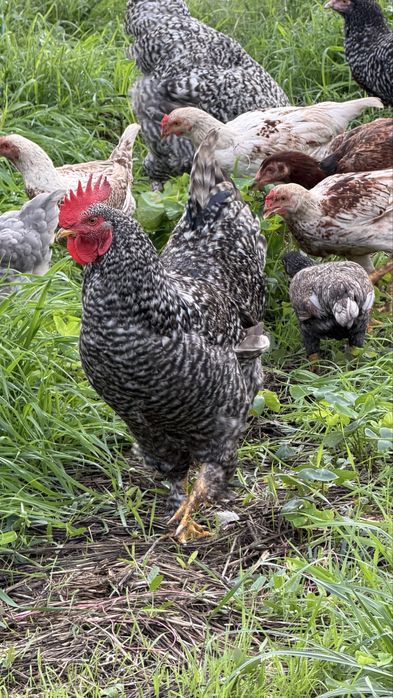 Galos de raça de galinha Malines