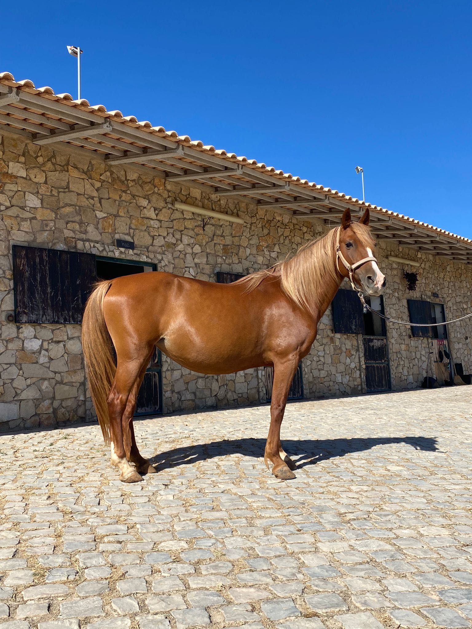 Cavalos Égua castanha com lista