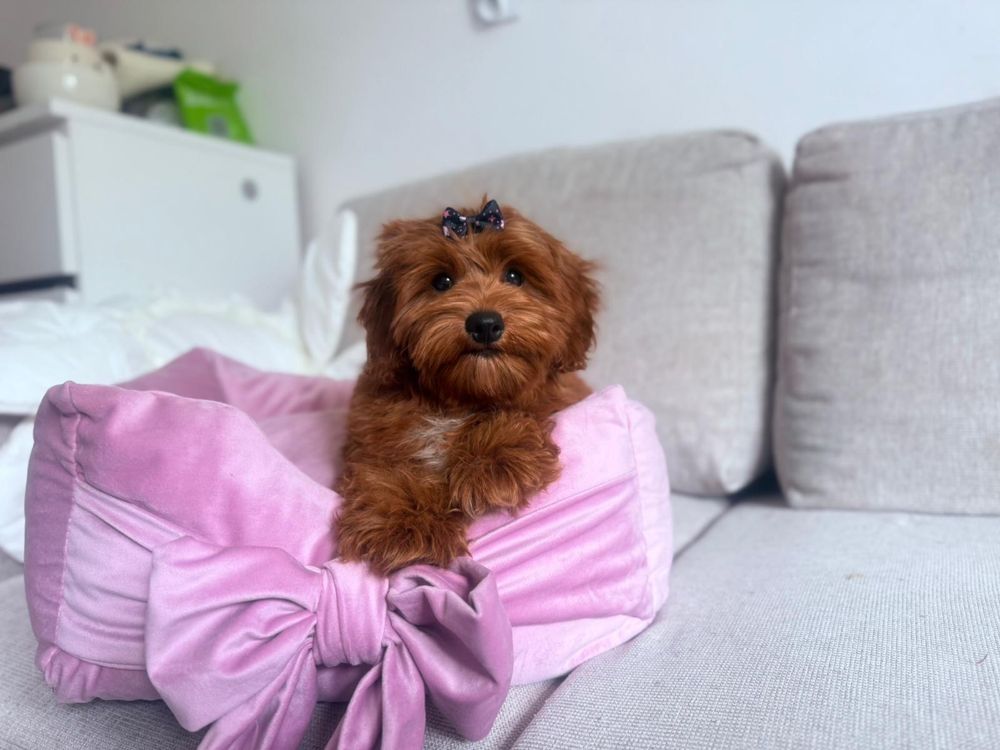 Maltipoo – śliczny piesek gotowy do odbioru