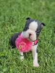 Suczka boston terrier do rezerwacji