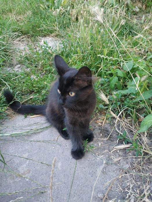 Два кошиня , два хлопчика