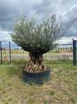 Drzewo oliwne, oliwka Europejska, Olea Europaea