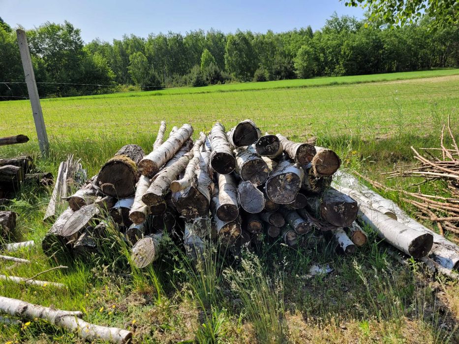 Drewno, drzewo opałowe, brzoza