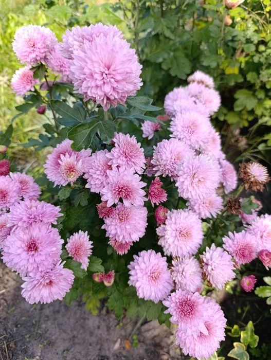 Продам хризантеми морозостійкі