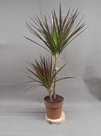 Dracaena marginata 'Magenta' Dracena obrzeżona 2 pędy 80cm